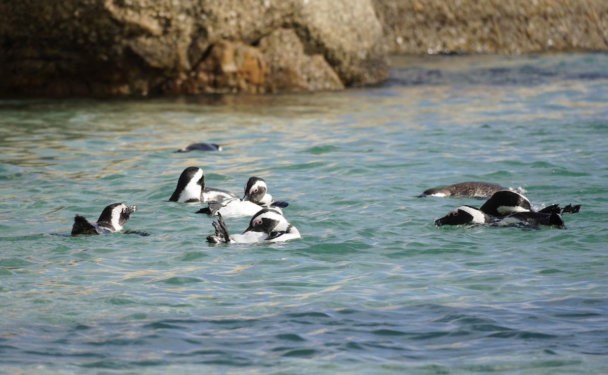 Pingüino de El Cabo - ML617218389