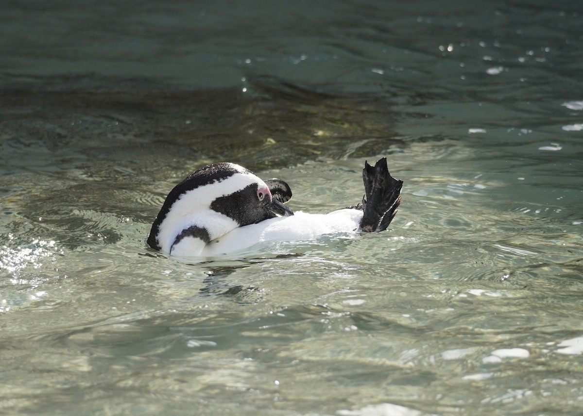 Pingüino de El Cabo - ML617218403