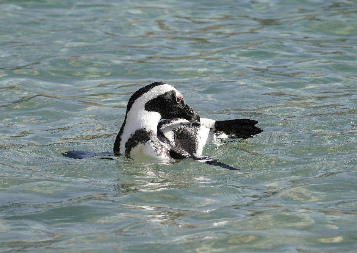 Pingüino de El Cabo - ML617218405