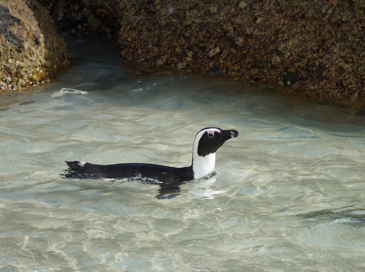tučňák brýlový - ML617218408