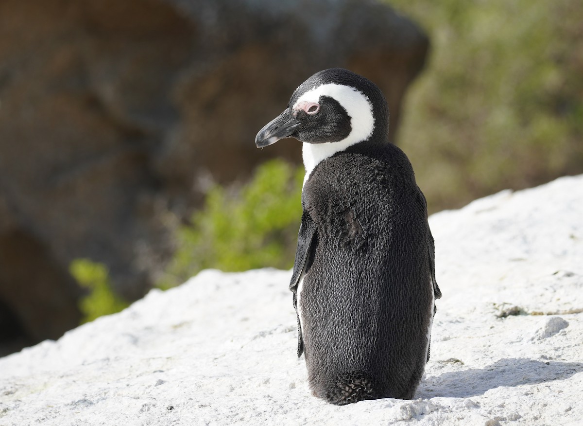 Pingüino de El Cabo - ML617218409