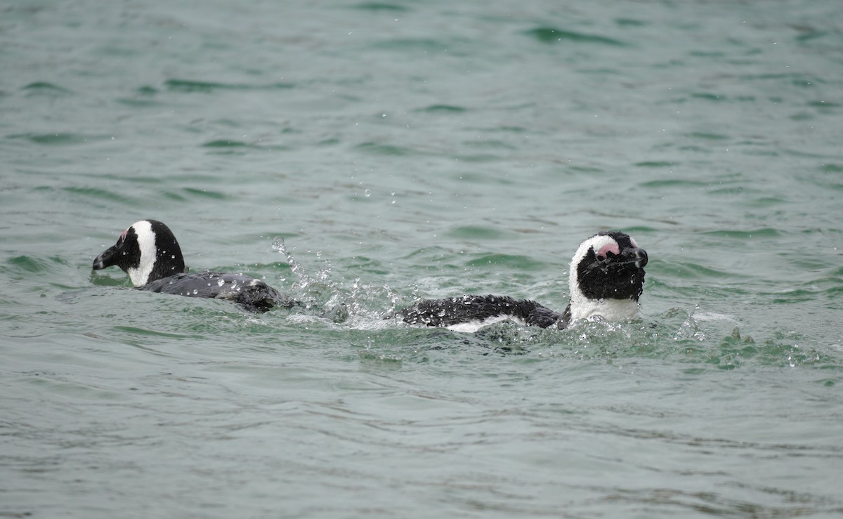 Pingüino de El Cabo - ML617218412