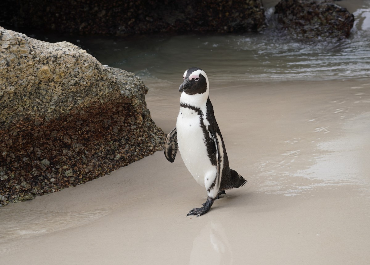 Pingüino de El Cabo - ML617218418