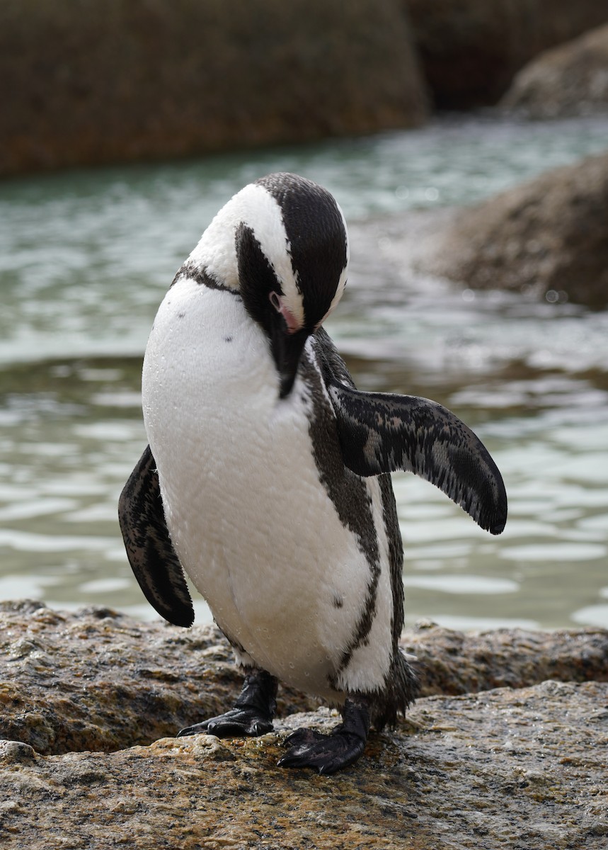 Pingüino de El Cabo - ML617218426