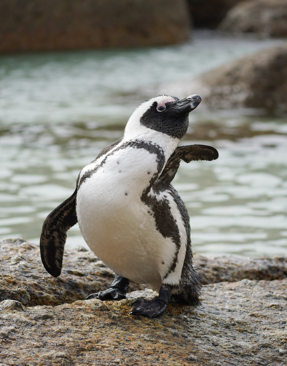 Pingüino de El Cabo - ML617218429