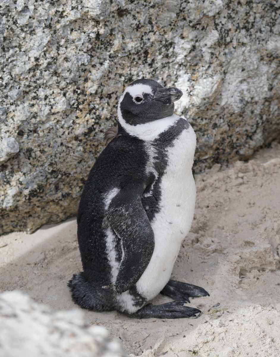 Pingüino de El Cabo - ML617218432
