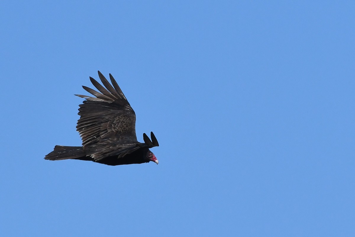 Turkey Vulture - ML617218440