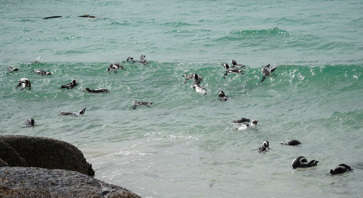 Pingüino de El Cabo - ML617218445