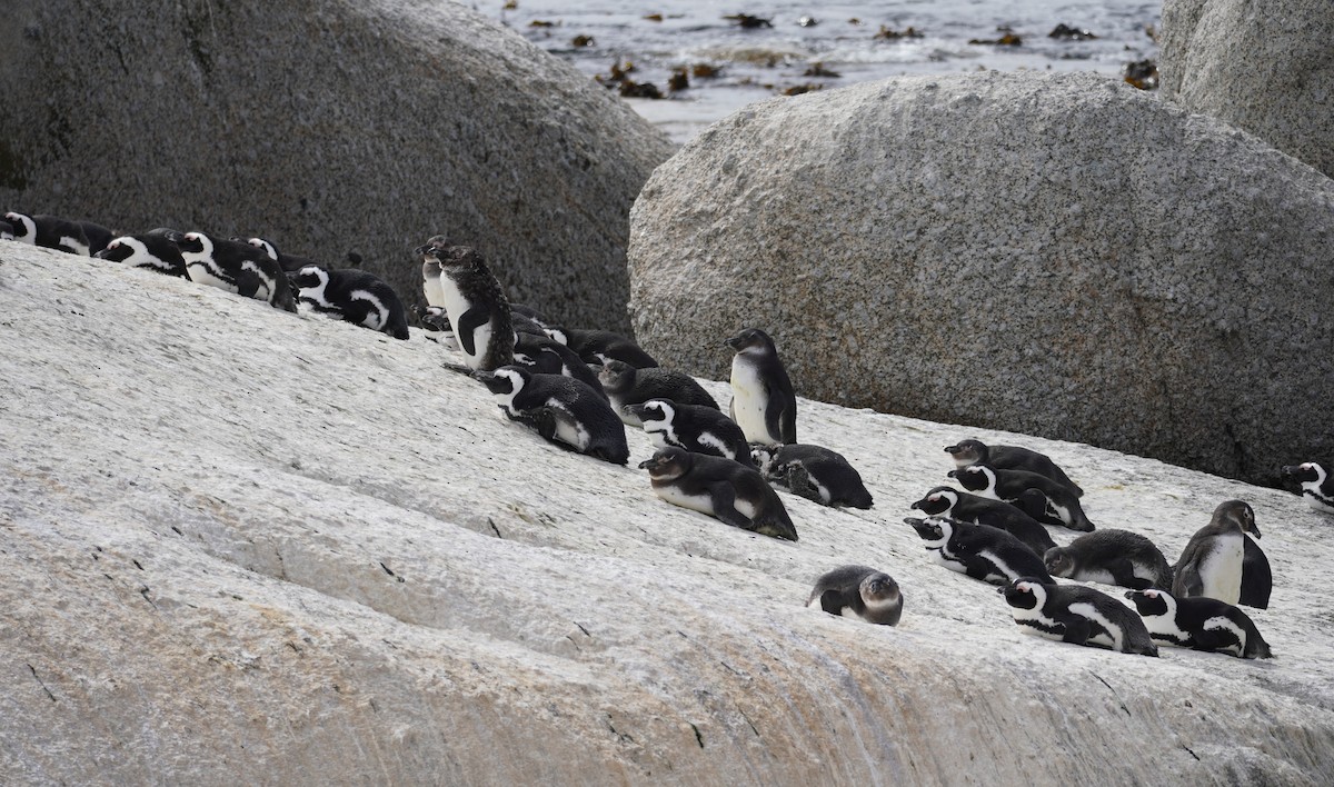 Pingüino de El Cabo - ML617218449