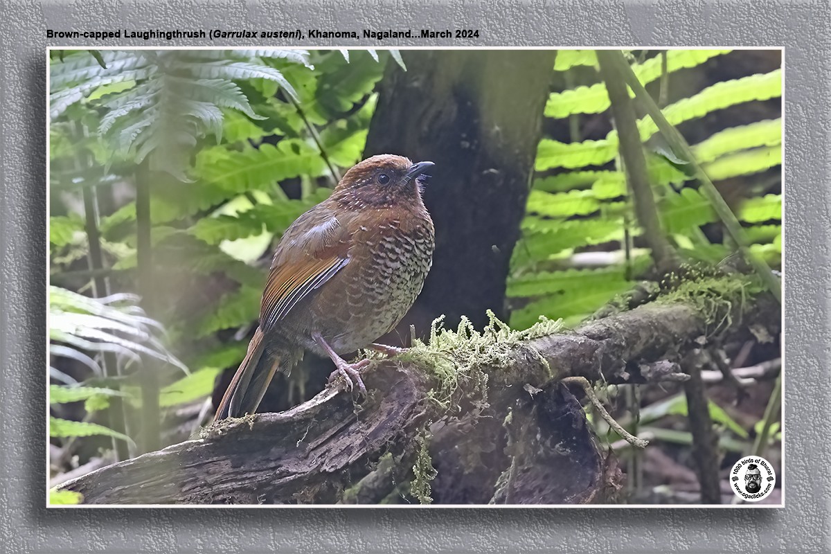 Brown-capped Laughingthrush - ML617218451