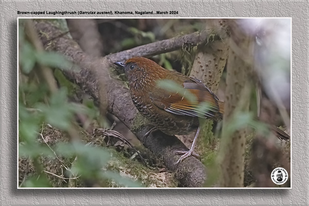 Brown-capped Laughingthrush - ML617218452