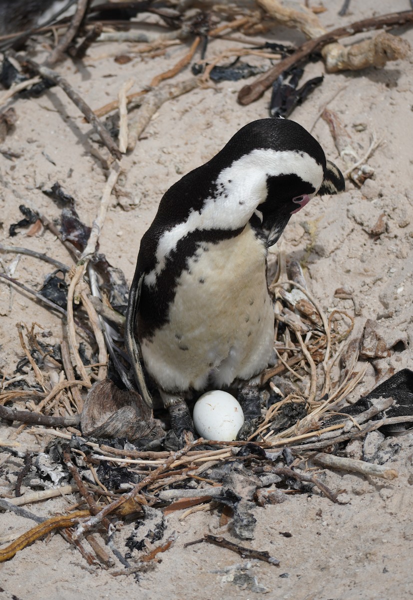 Pingüino de El Cabo - ML617218469