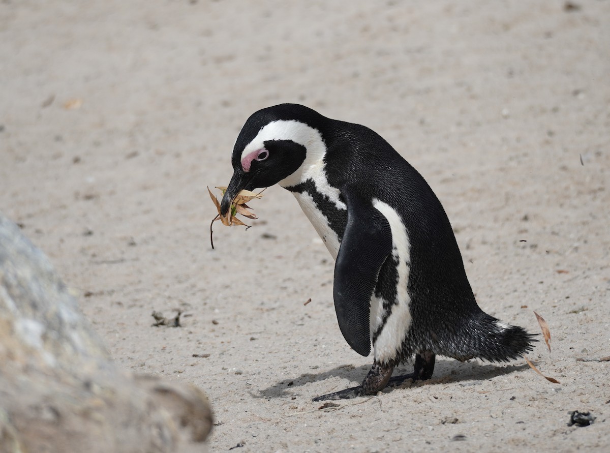 Pingüino de El Cabo - ML617218493