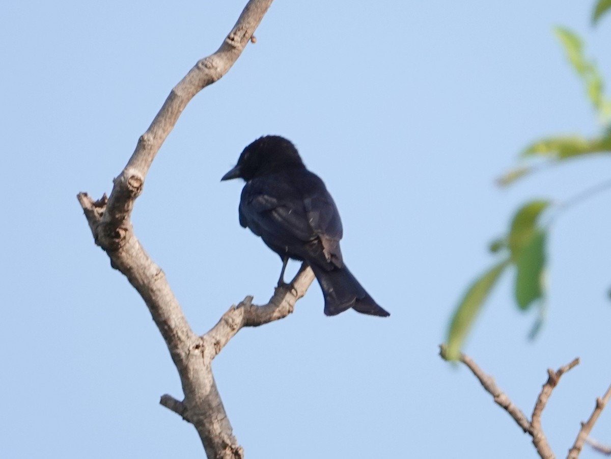 Fork-tailed Drongo (Glossy-backed) - ML617218510