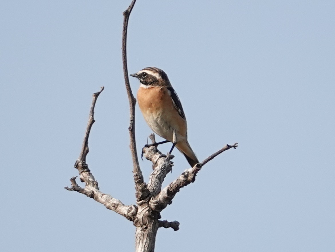 Whinchat - ML617218513