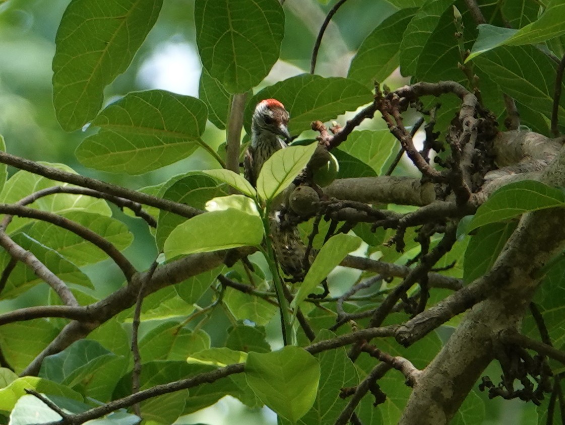 Cardinal Woodpecker - ML617218568