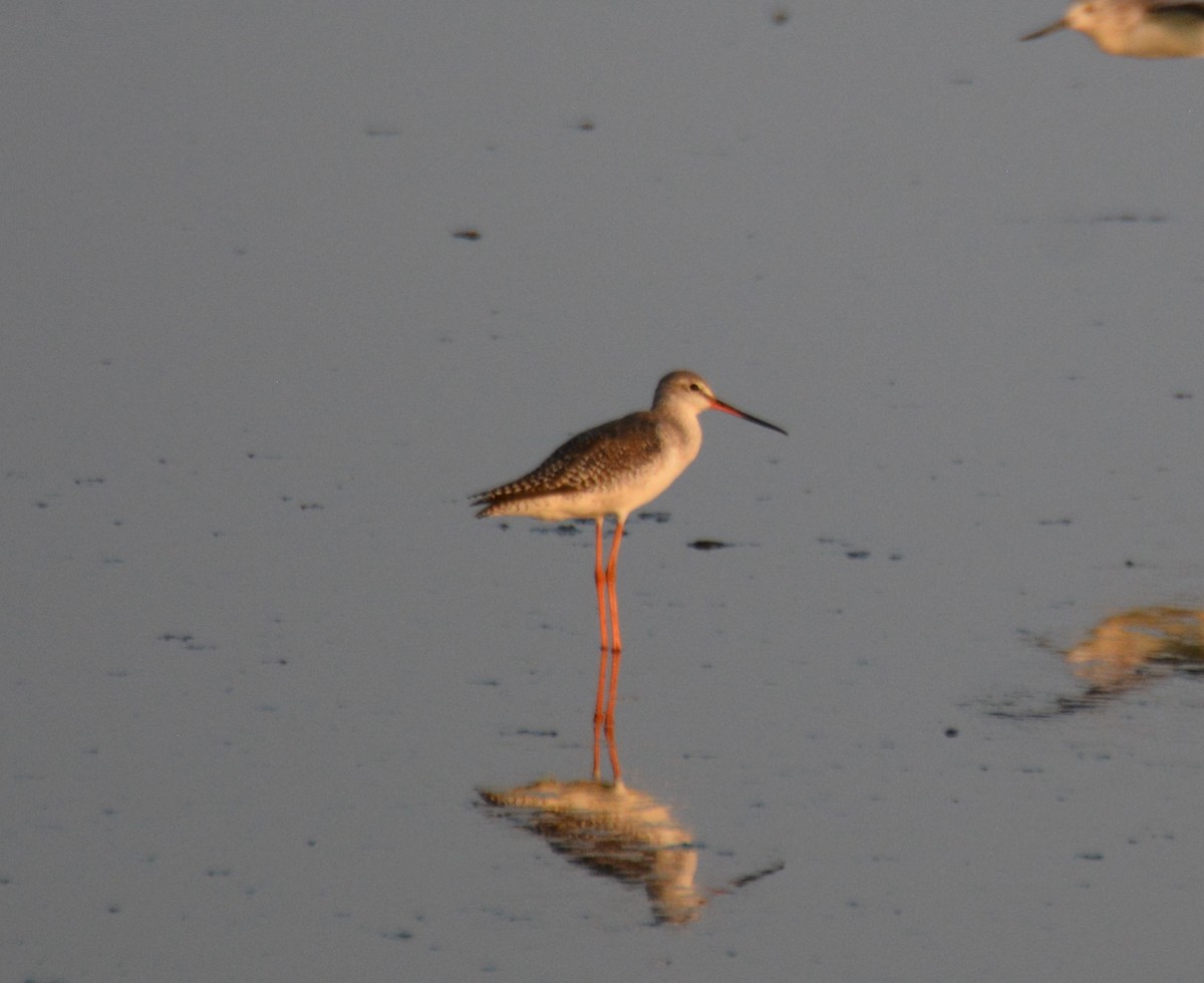 Spotted Redshank - ML617218594