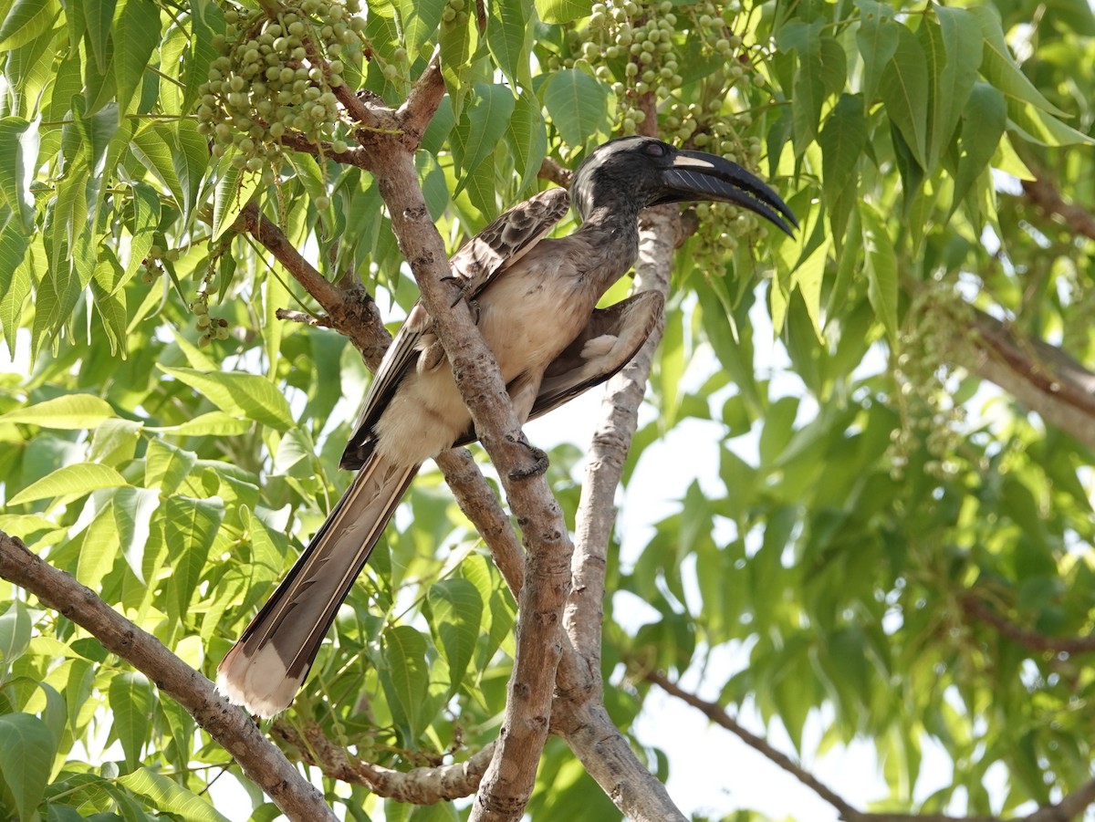 African Gray Hornbill - ML617218602
