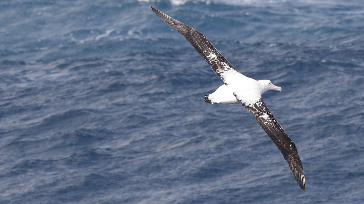 Snowy Albatross - ML617218605