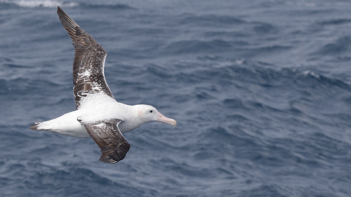 Snowy Albatross - ML617218606