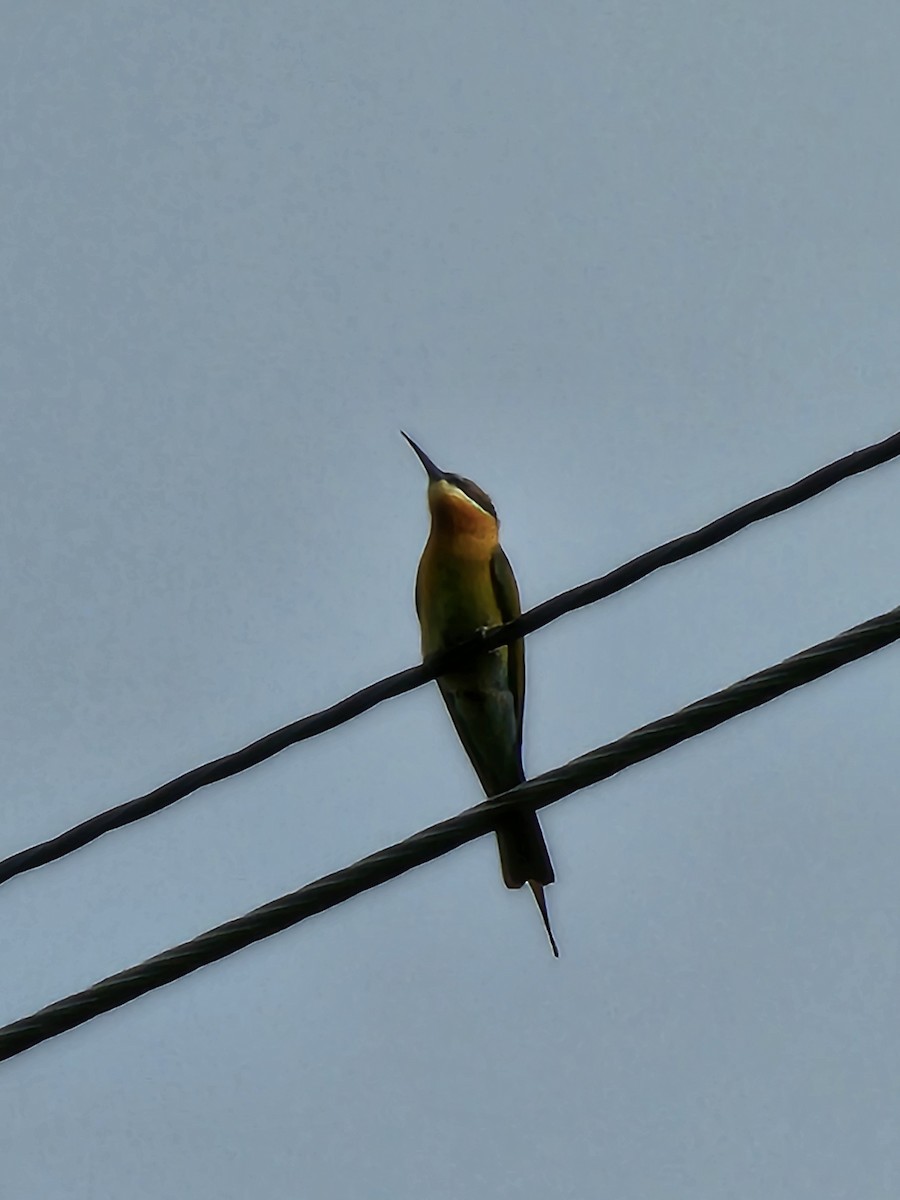 Blue-tailed Bee-eater - ML617218830