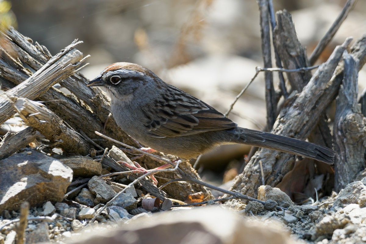 Oaxaca Sparrow - Nick Athanas