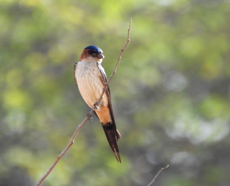 Red-rumped Swallow - ML617218901