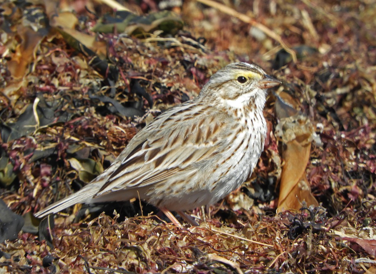 Savannah Sparrow (Ipswich) - ML617218903