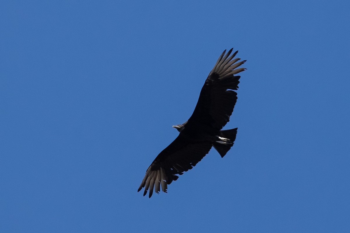 Black Vulture - ML617219111