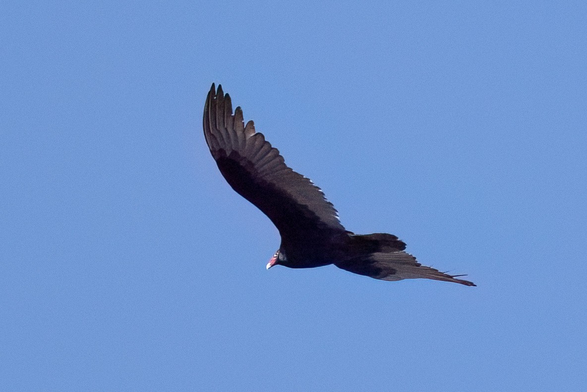Turkey Vulture - ML617219117