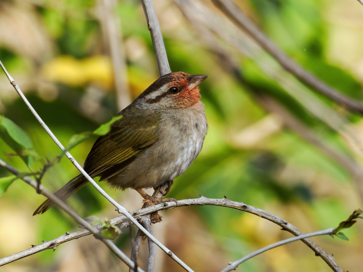 Olive Sparrow (Pacific) - ML617219124