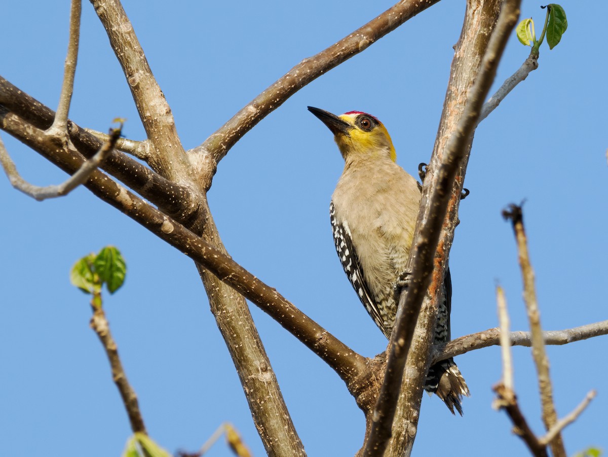 Golden-cheeked Woodpecker - Nick Athanas