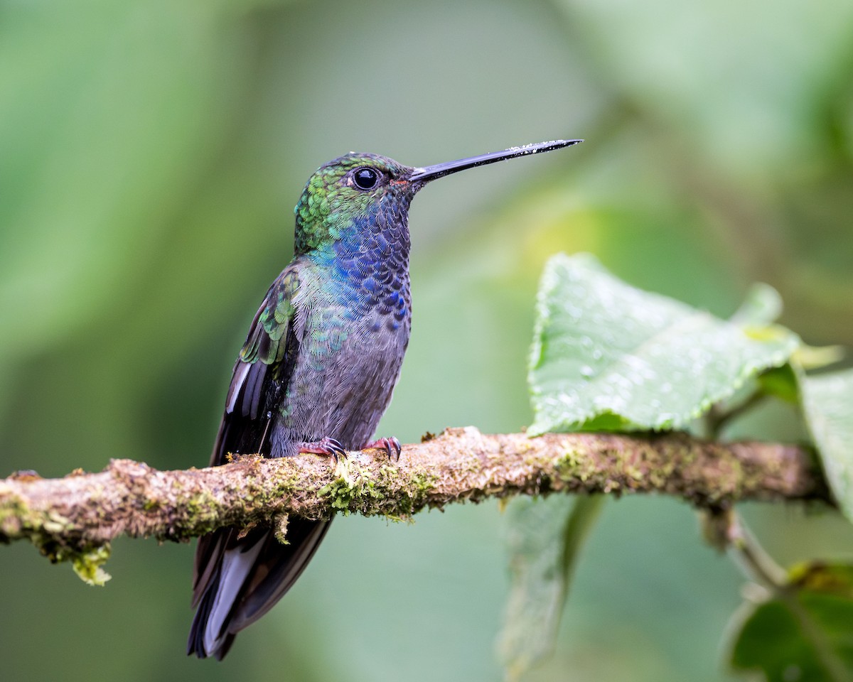 kolibřík zelenohřbetý - ML617219192