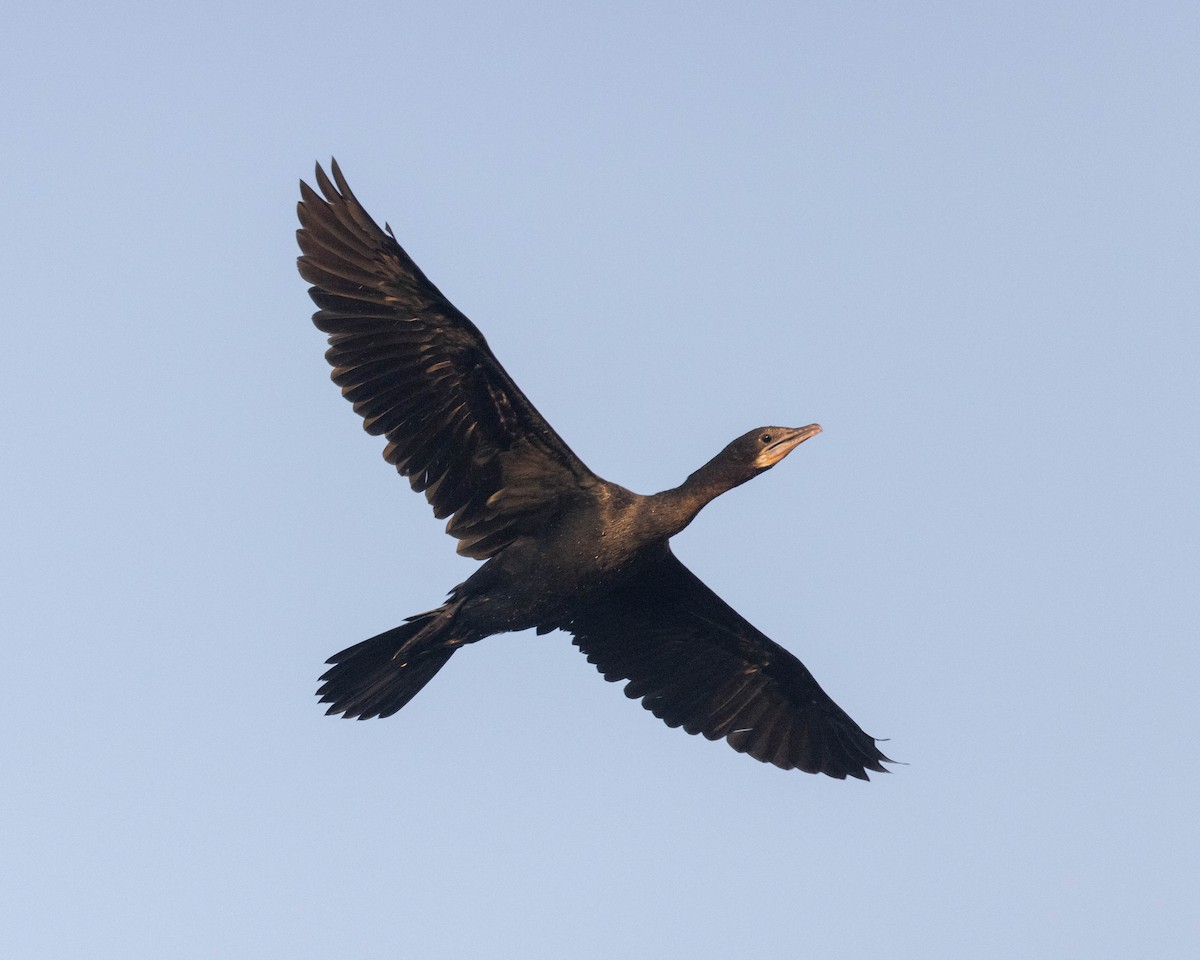 Indian Cormorant - ML617219213