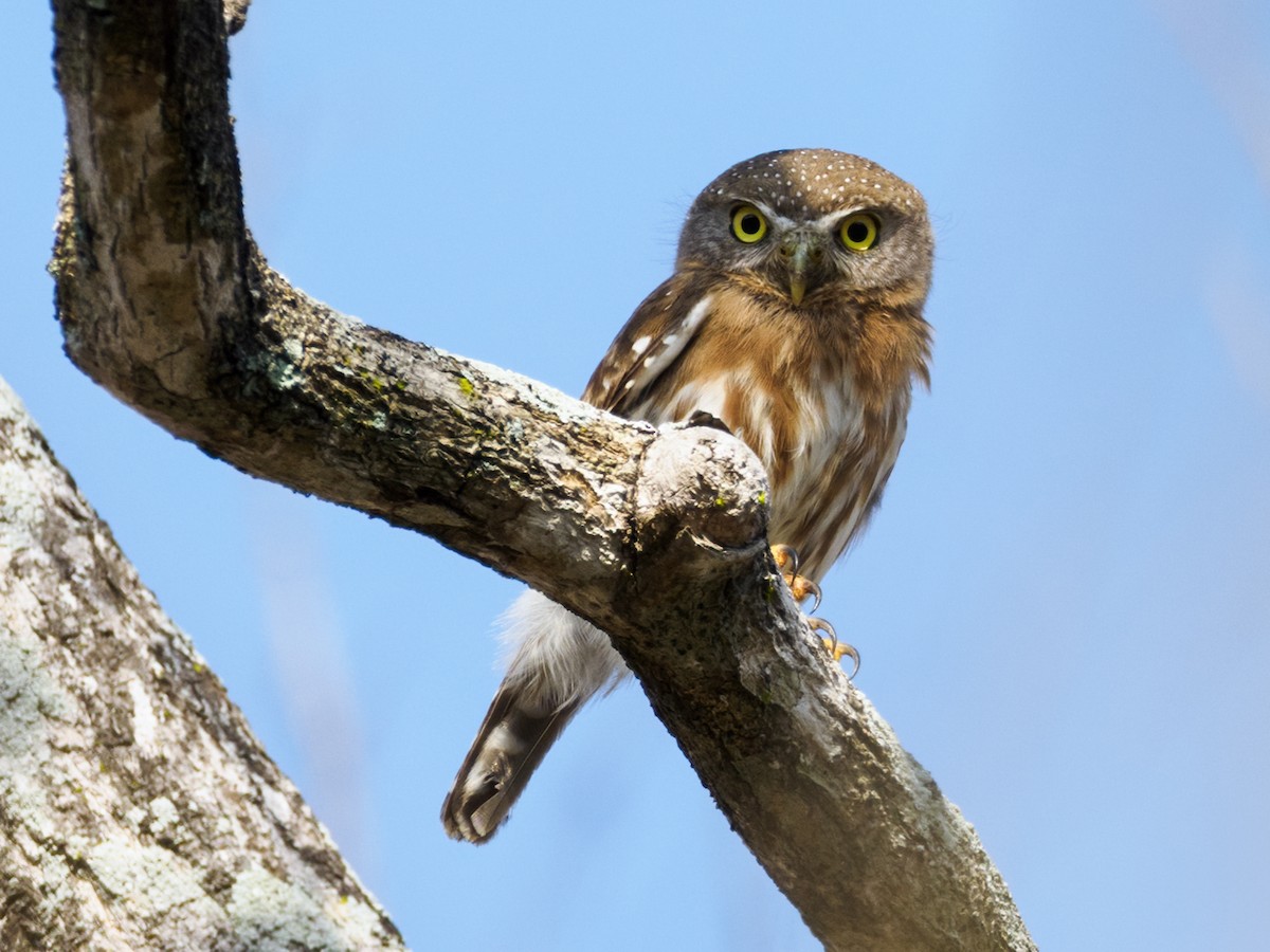 Colima Pygmy-Owl - ML617219299