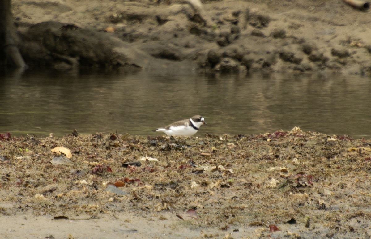 Semipalmated Plover - ML617219320