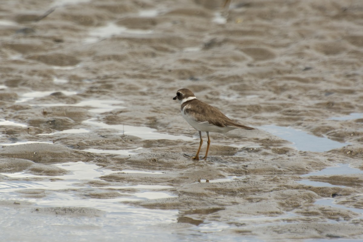 Semipalmated Plover - ML617219321