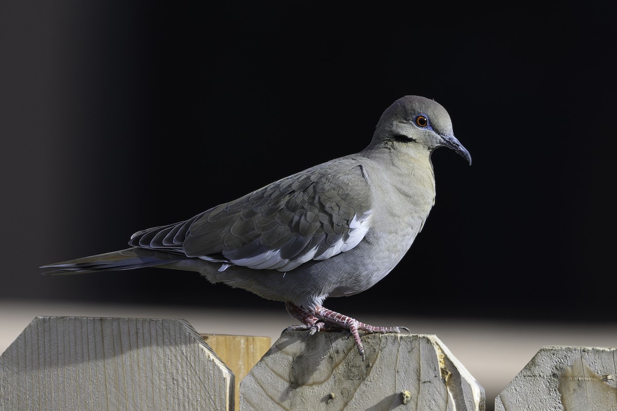 White-winged Dove - ML617219323
