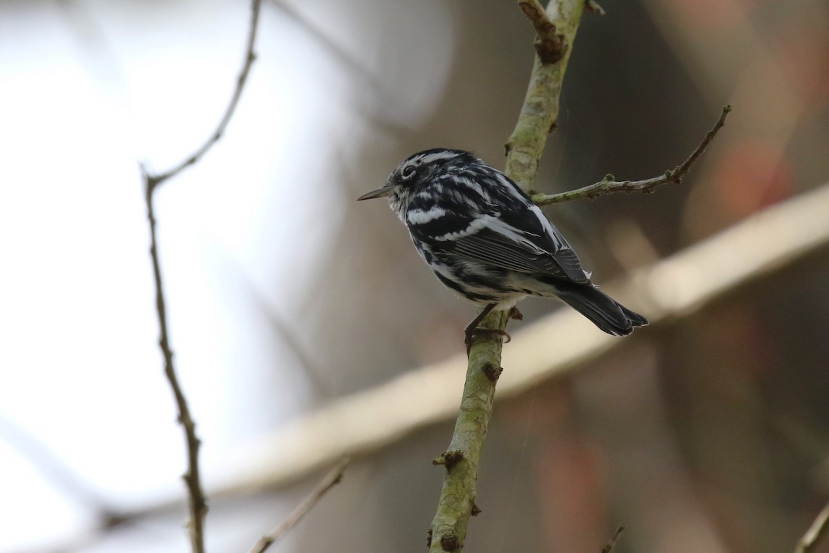 Black-and-white Warbler - ML617219481