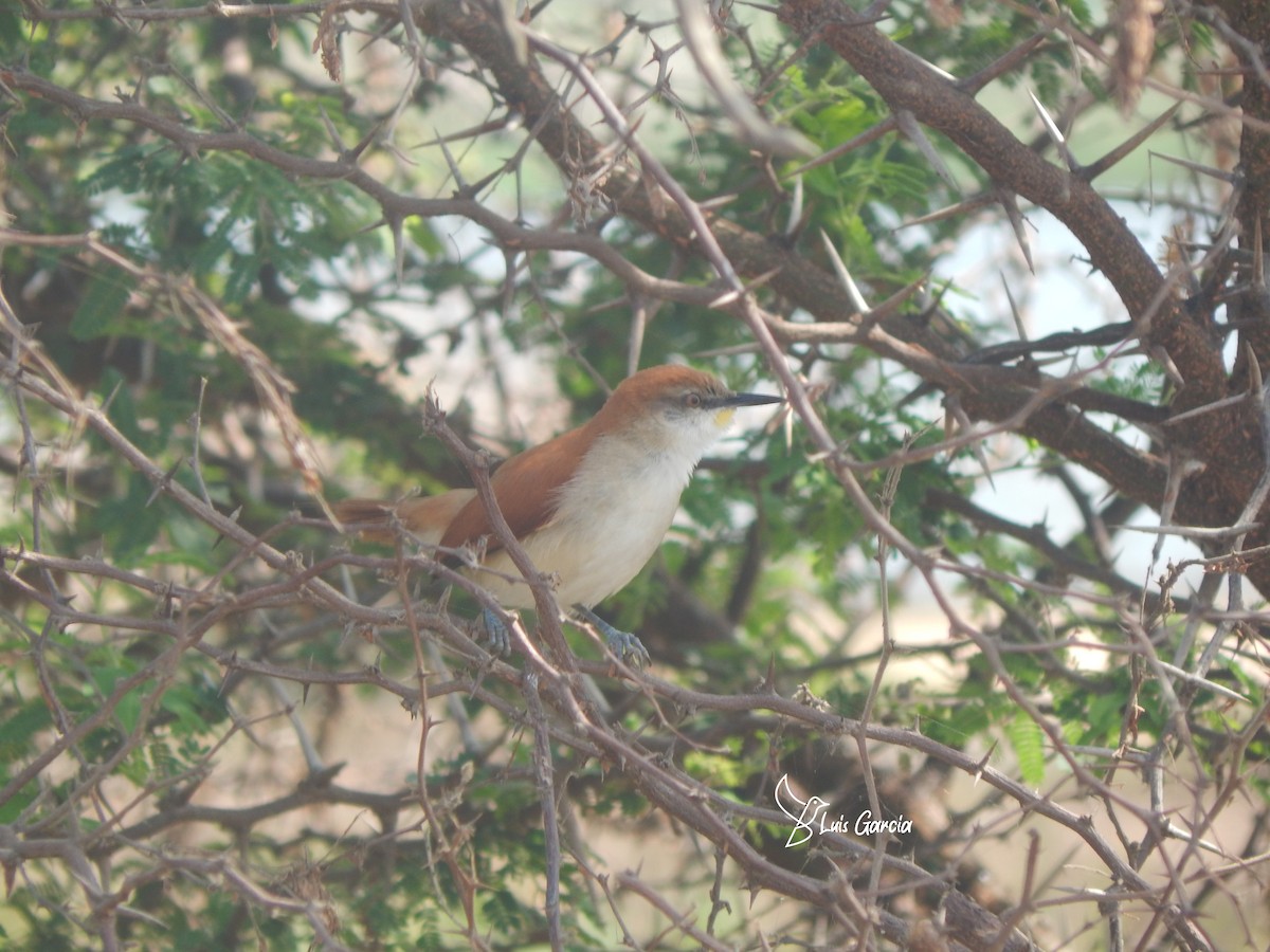 Yellow-chinned Spinetail - ML617219543