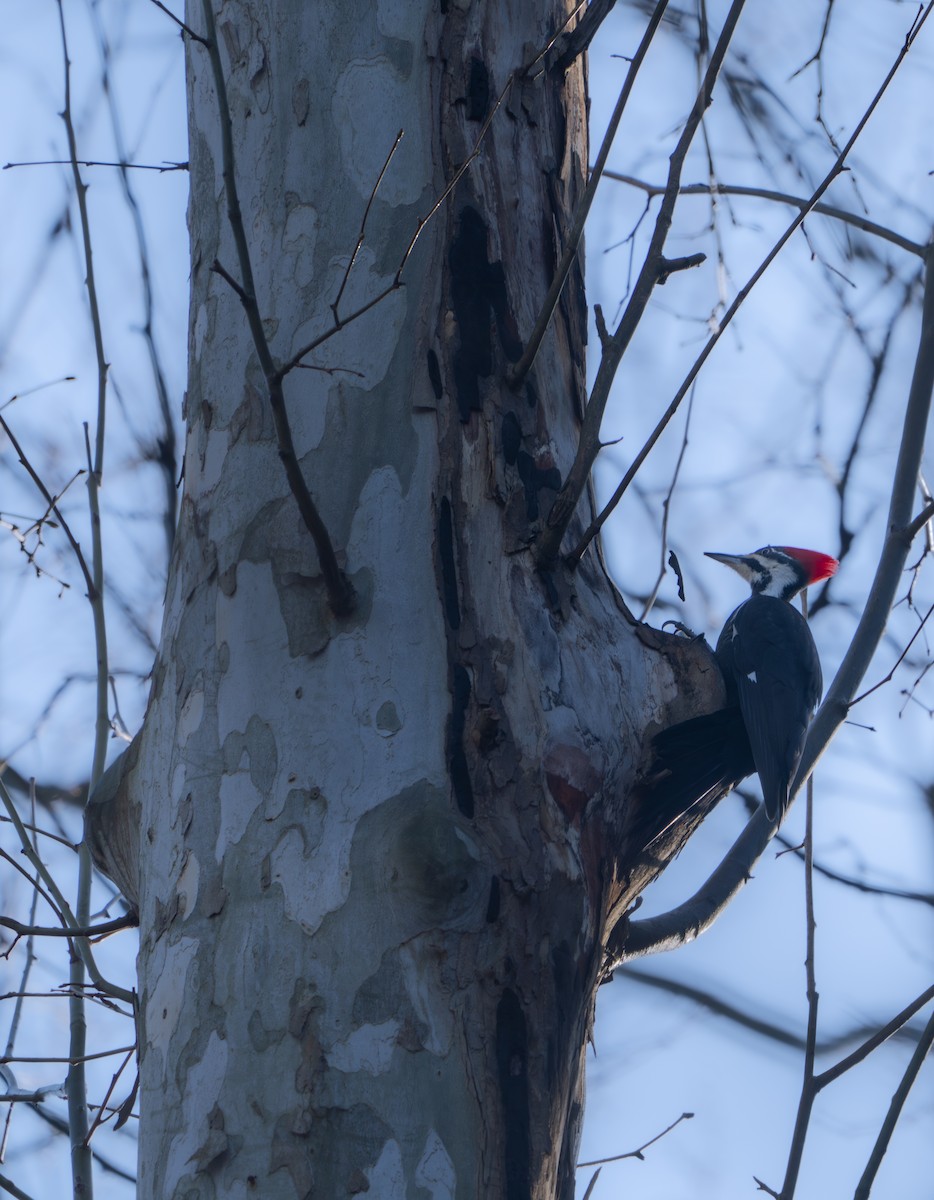 Pileated Woodpecker - Phillip Stosberg