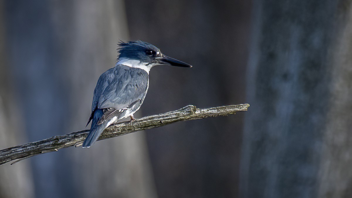 Belted Kingfisher - ML617219720