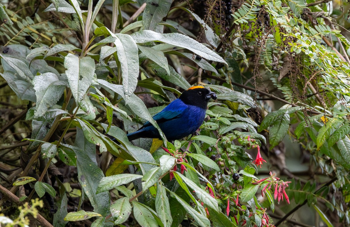 Golden-crowned Tanager - ML617219731