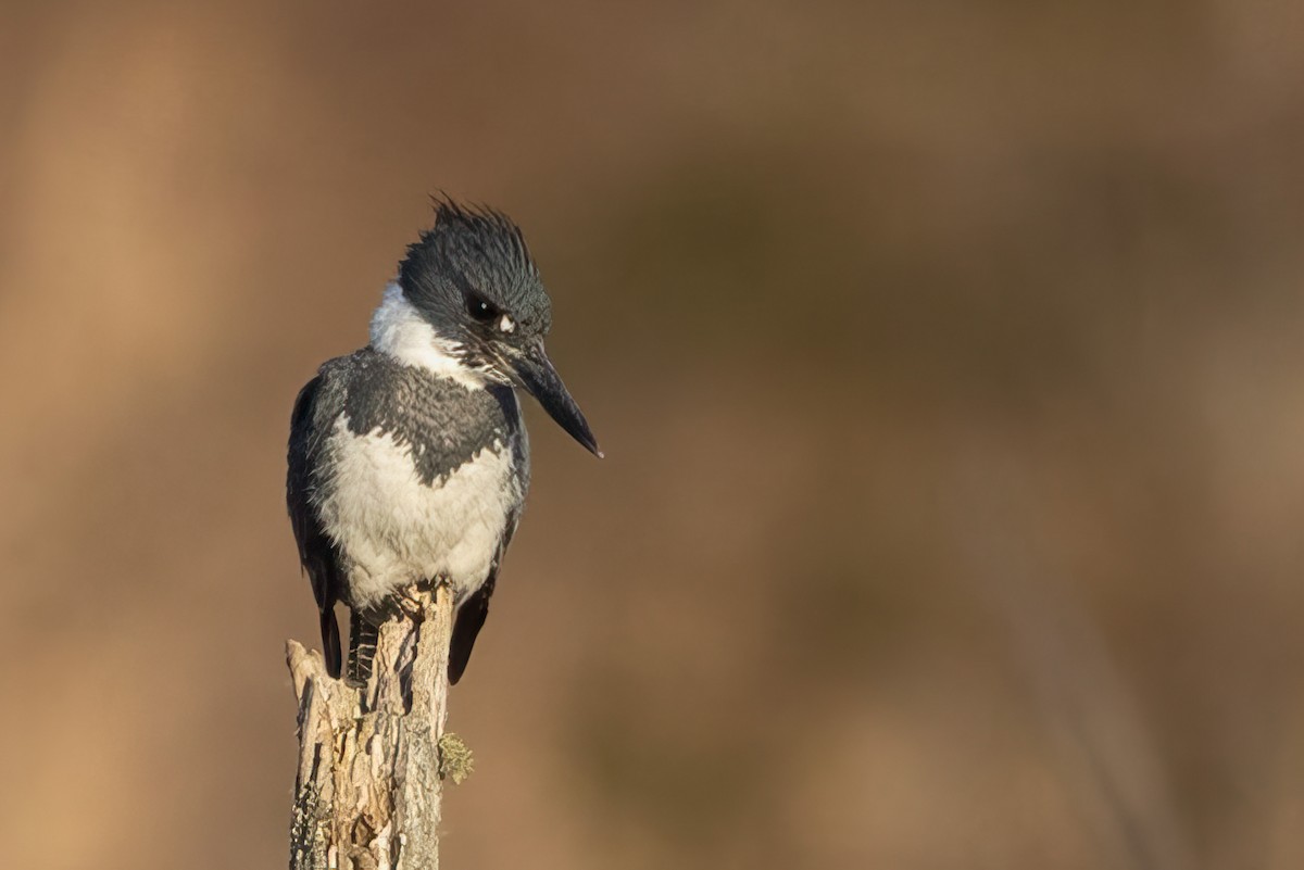 Belted Kingfisher - ML617219742