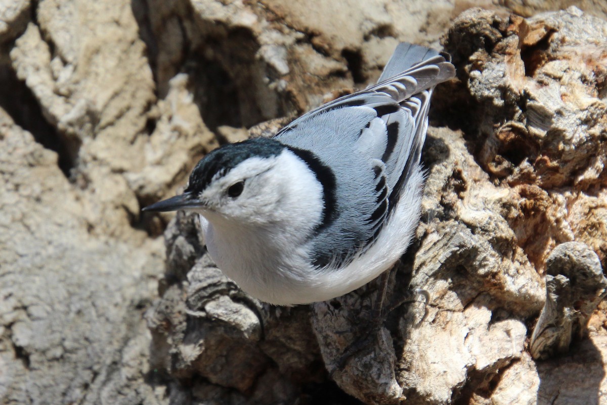 White-breasted Nuthatch - ML617219772