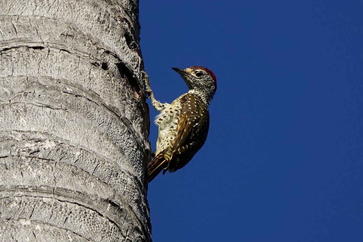 Green-backed Woodpecker - ML617219775