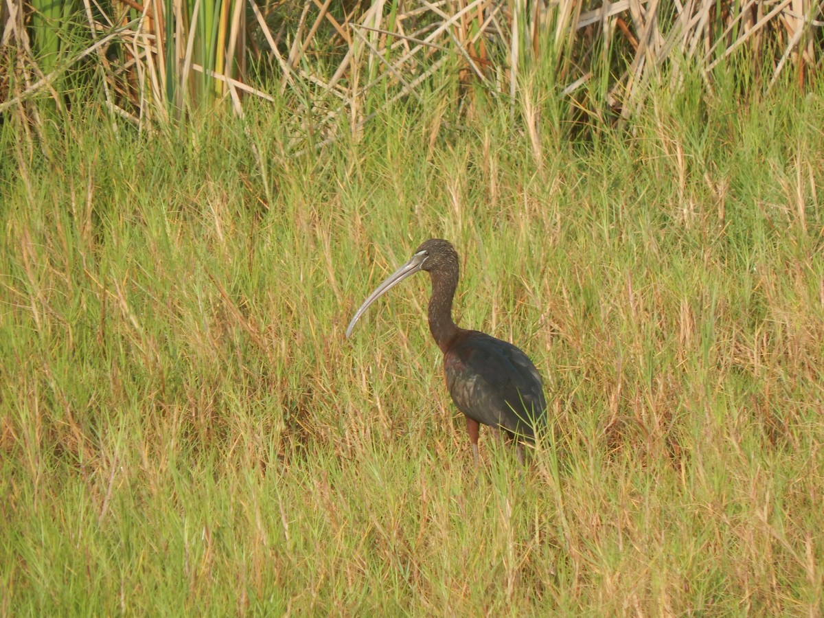 ibis hnědý - ML617219782