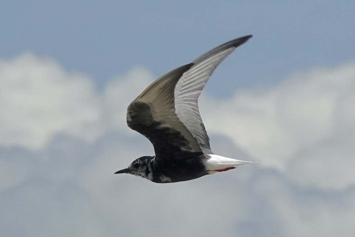 White-winged Tern - ML617219792