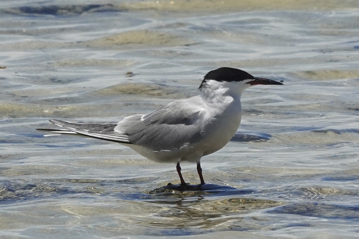 Common Tern - ML617219793