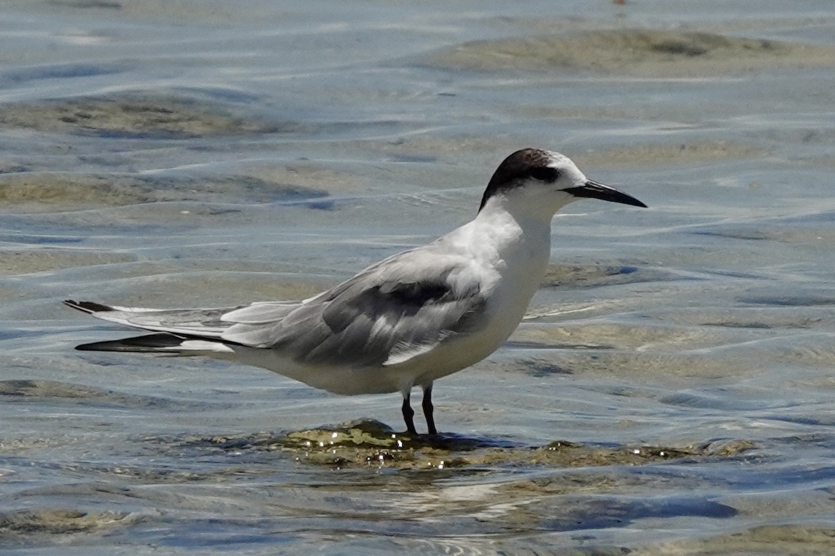 Common Tern - ML617219797